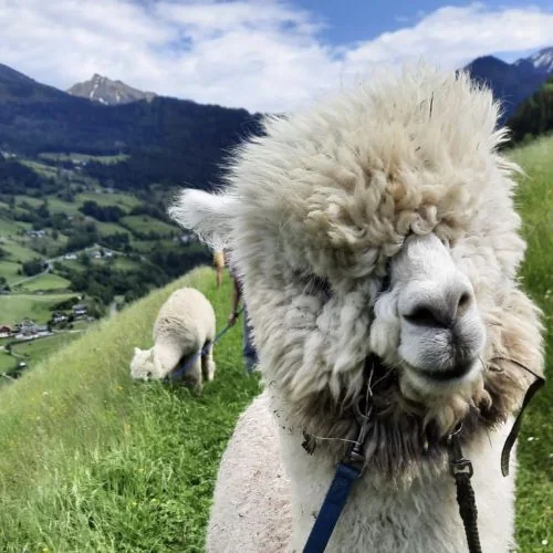 Alpaka in der Berglandschaft